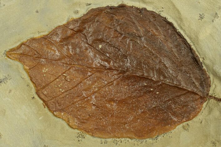 Fossil Leaf (Beringiaphyllum) - Montana #269389